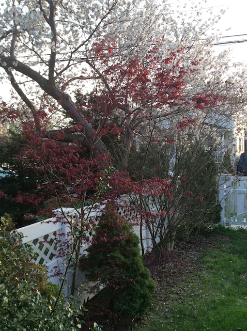 Spring in our front yard!