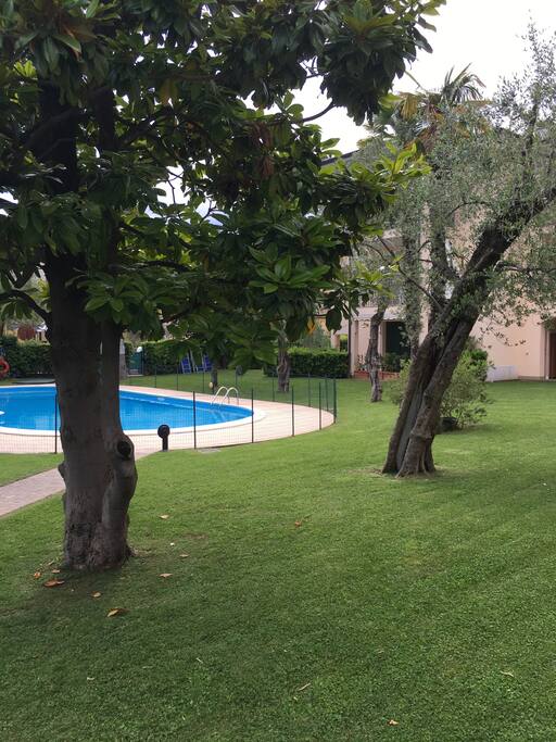 garden and pool