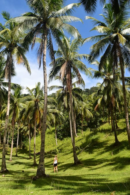 coconut field in the farm