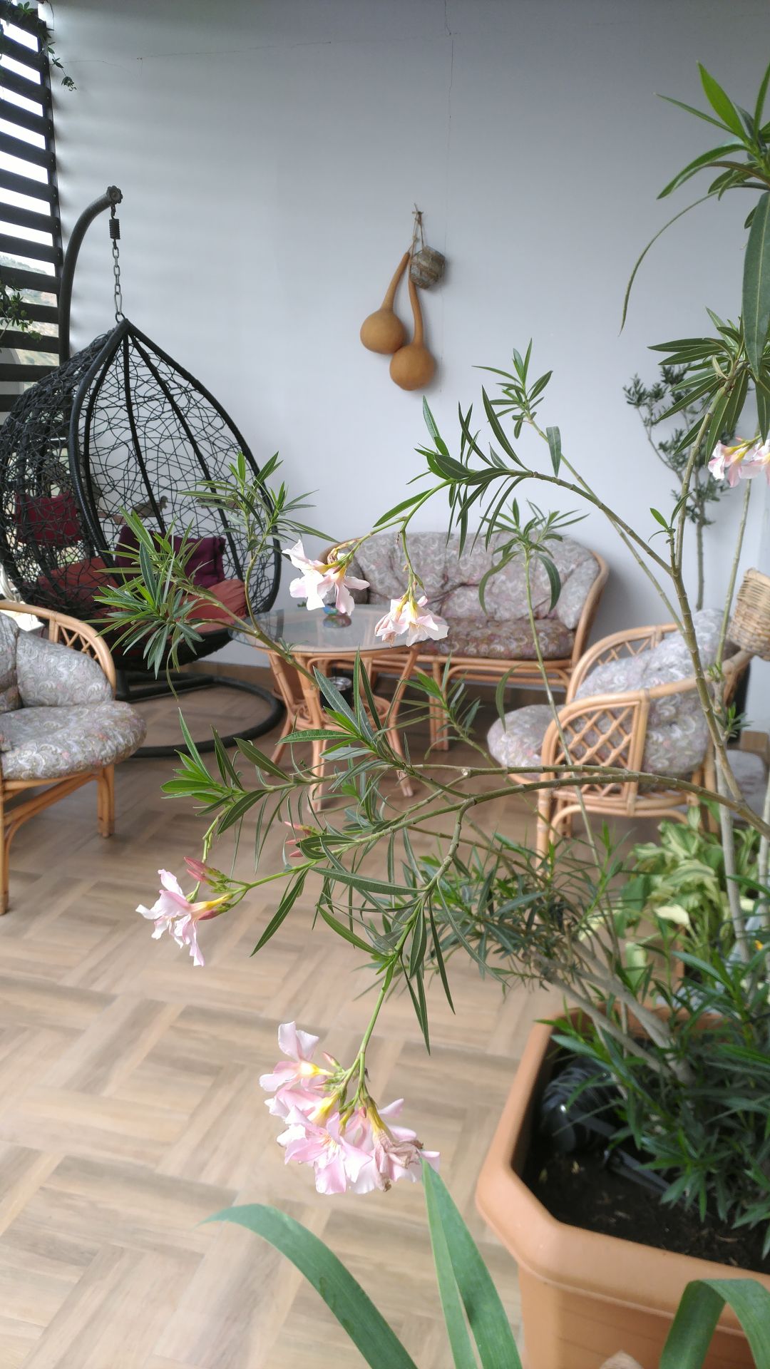 A cozy spot features a hanging chair and two bamboo seating arrangements adorned with floral cushions. Potted plants and delicate pink flowers enhance the serene atmosphere, while light spills softly across the wooden floor, creating a warm and inviting space.