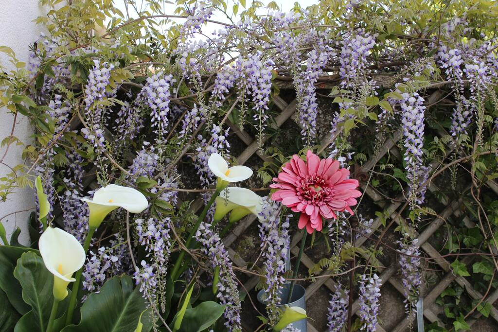 Glycine