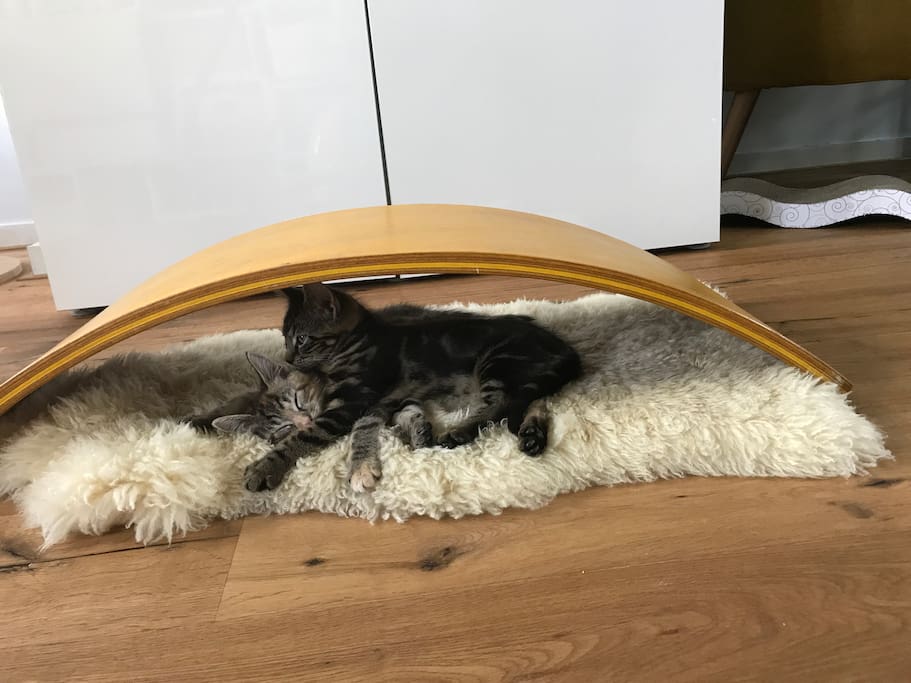 Pluk & Zaza, our young cats that are great with kids