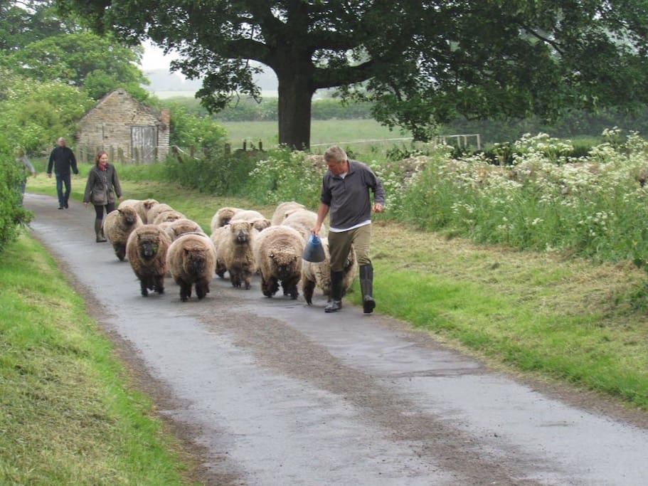 Bringing in our Ryeland Sheep!