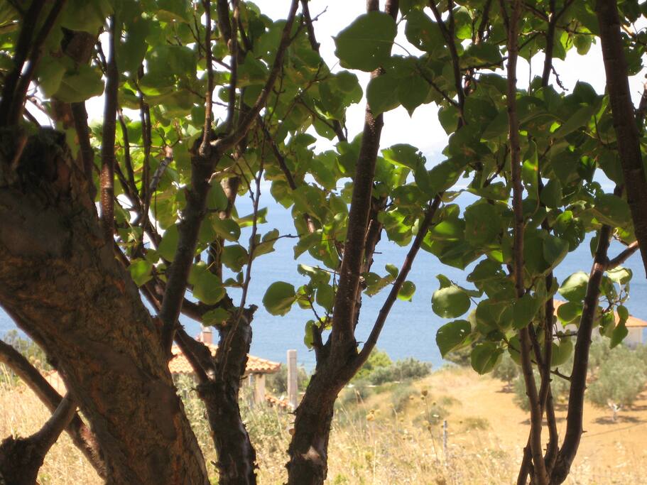 View from garden of Euboic Gulf