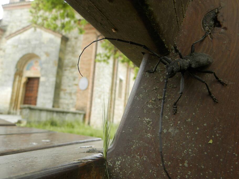 A noi piace l'infinitamente piccolo (con vista sull'oratorio medioevale di San Genesio, la più antica chiesa del piacentino).