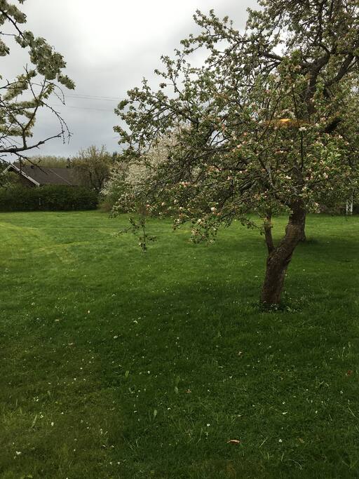 Great garden to play in, with trampoline.