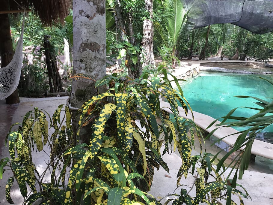 Eco piscine