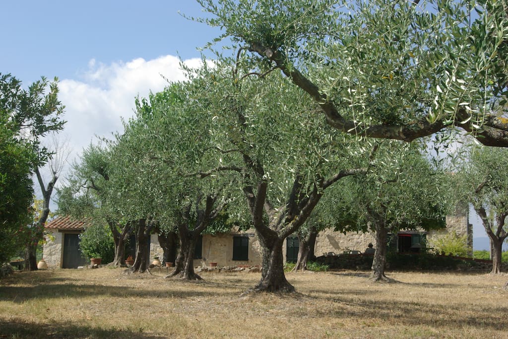 l'oliveraie
