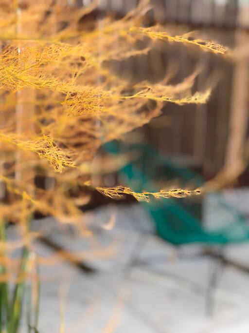 You'll love the light in your private yard