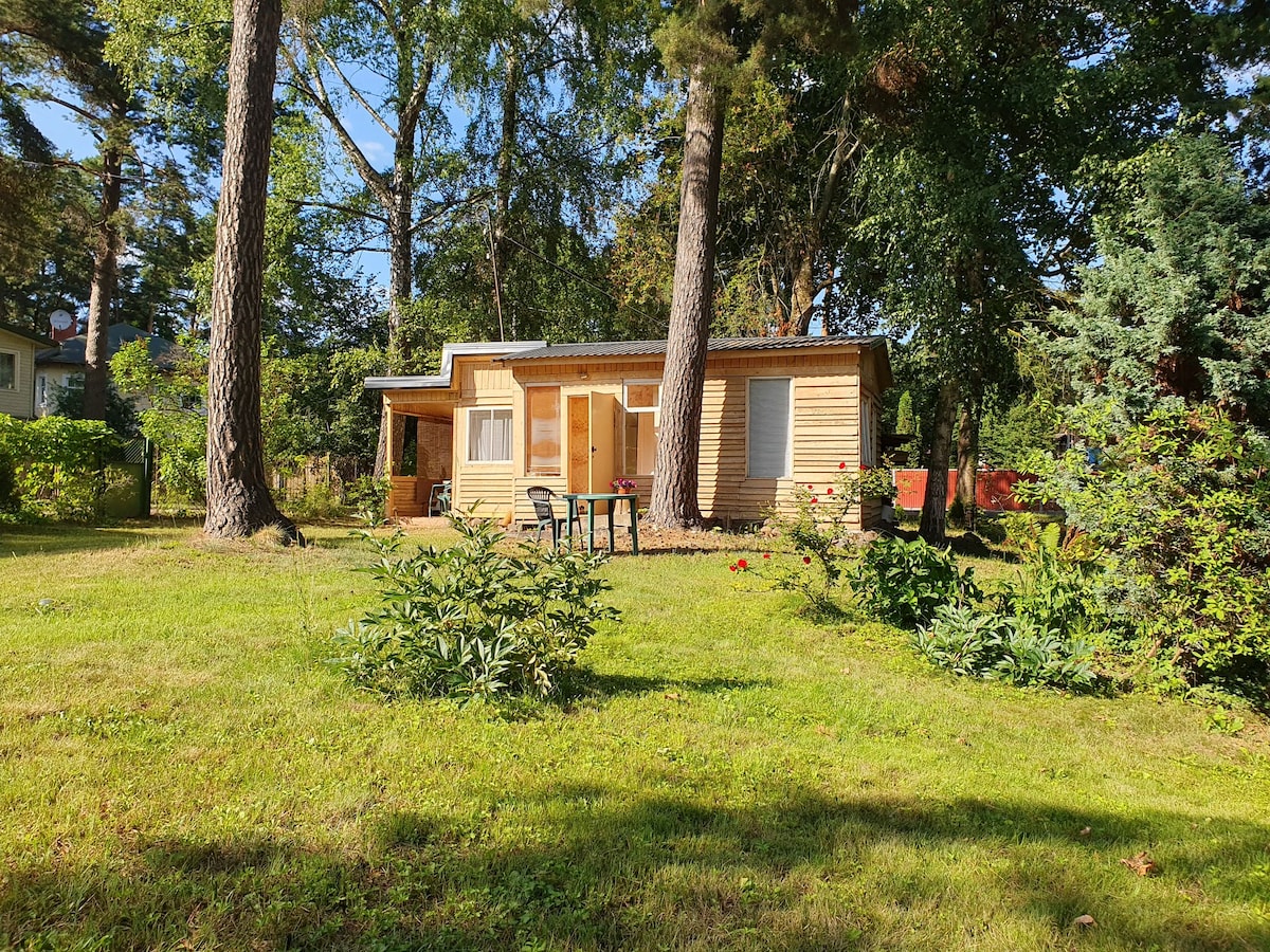 A cozy wooden cabin is nestled among tall trees, surrounded by a lush green lawn. Outdoor seating is positioned near the door, with sunlight filtering through the leaves, creating a calm and serene environment.
