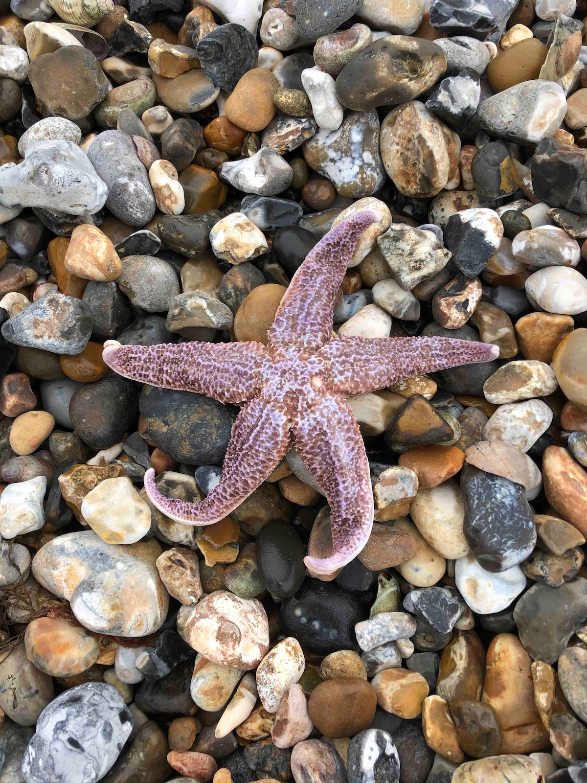 A starfish rests on a bed of smooth pebbles, displaying its five arms with a blend of purple and beige colors. The surrounding stones are varied in size and color, creating a natural coastal scene.
