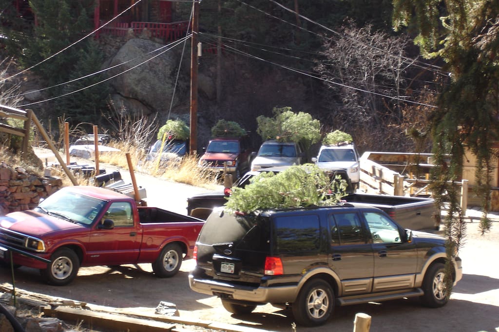 Christmas tree cutting time at the Bucksnort Saloon