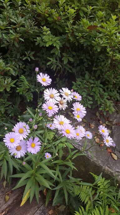 Flower Garden