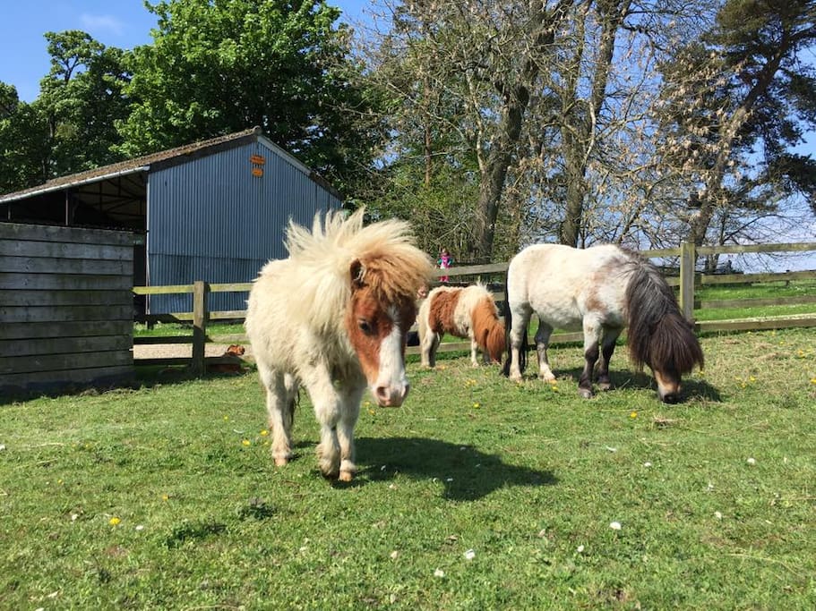 Shetland ponies - remember your carrots