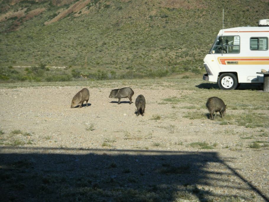 Wild Pigs