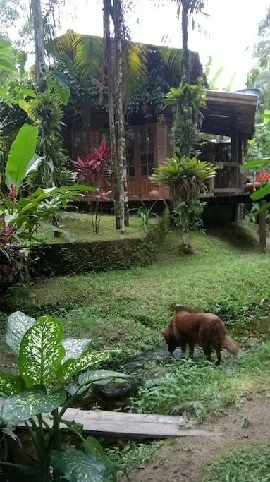 riacho que corta o jardim