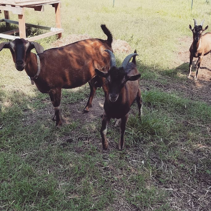 A few of our goats who love petting and getting special snacks!