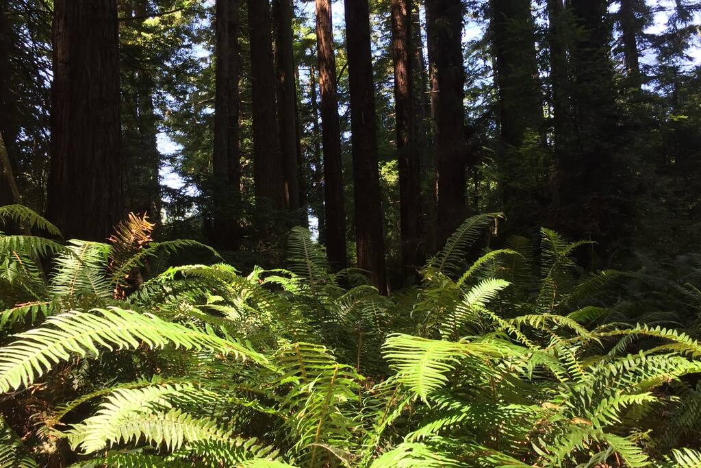 You can walk directly across the street to the Enchanting Eureka Community Forest filled with gorgeous Boston ferns and big beautiful redwoods.