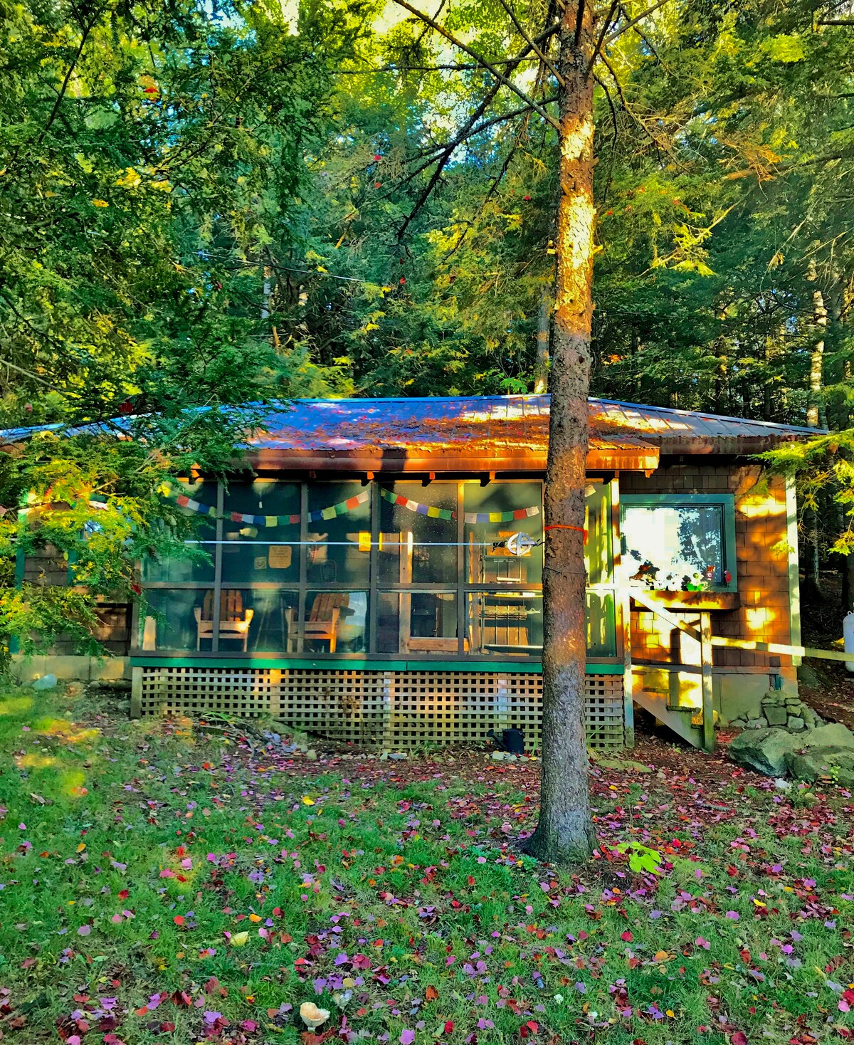 A cabin nestled among tall trees, featuring a porch with multiple screened windows. The ground is covered in colorful autumn leaves, and the rustic exterior is complemented by natural wood tones and stone accents.