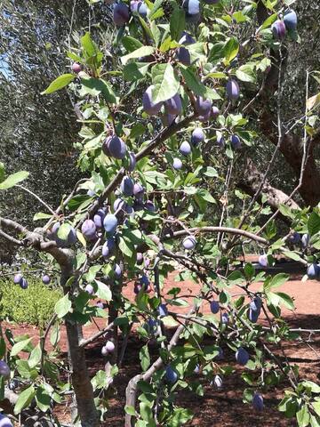 Villa Gianfreda gallery image 4