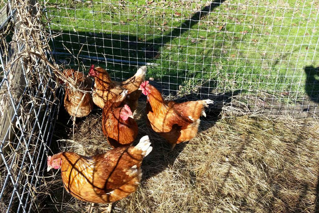 Phyllis, Sally and the gang.