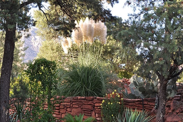 Lush greenery surrounds a private yard, featuring tall pampas grass and vibrant yellow flowers. The natural landscape is enhanced by a rustic stone wall and various desert plants, contributing to a serene and inviting outdoor space.