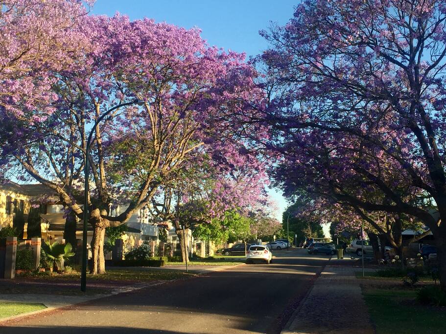 Applecross in Spring with the Jacaranda trees in full bloom