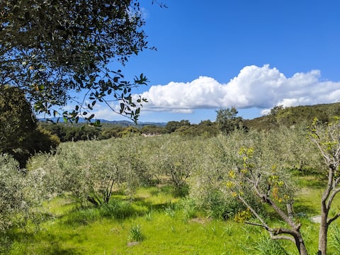 Peaceful Cottage in an Olive Grove