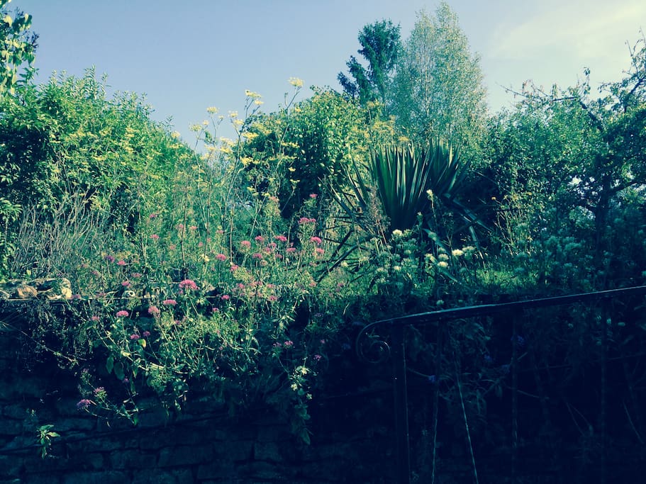 Jardin en été