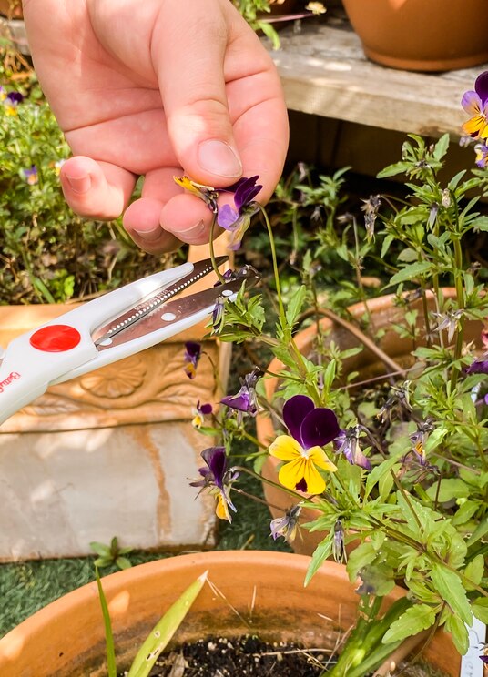 Show full-screen, host-provided image