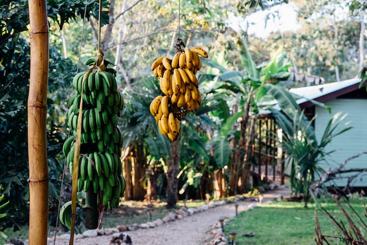 Riverview Jungle Village Cabin~King Bed~Fast WiFi