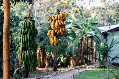 Riverview Jungle Village Cabin~King Bed~Fast WiFi