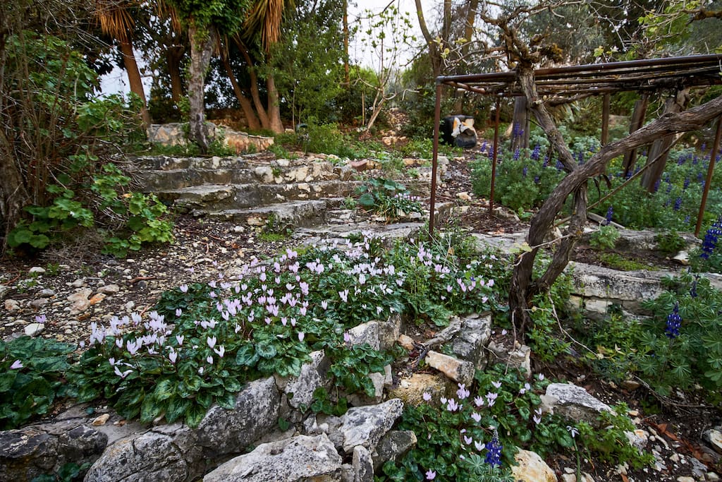 home garden - spring