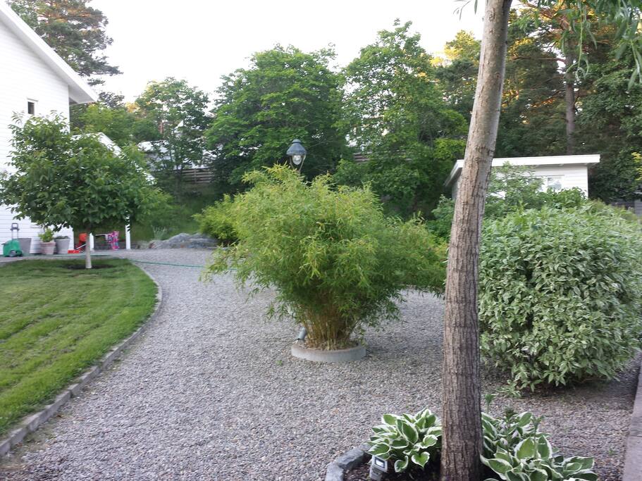 Plan trädgård med fina planteringar
