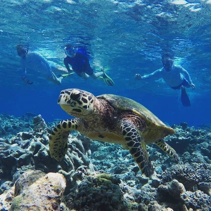 Turtle point snorkeling,