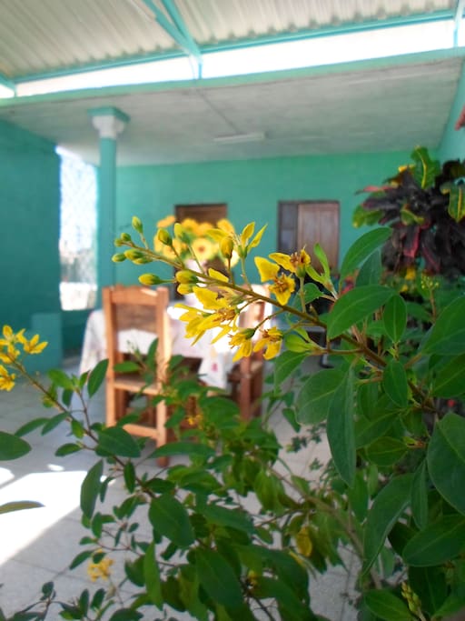 Terraza