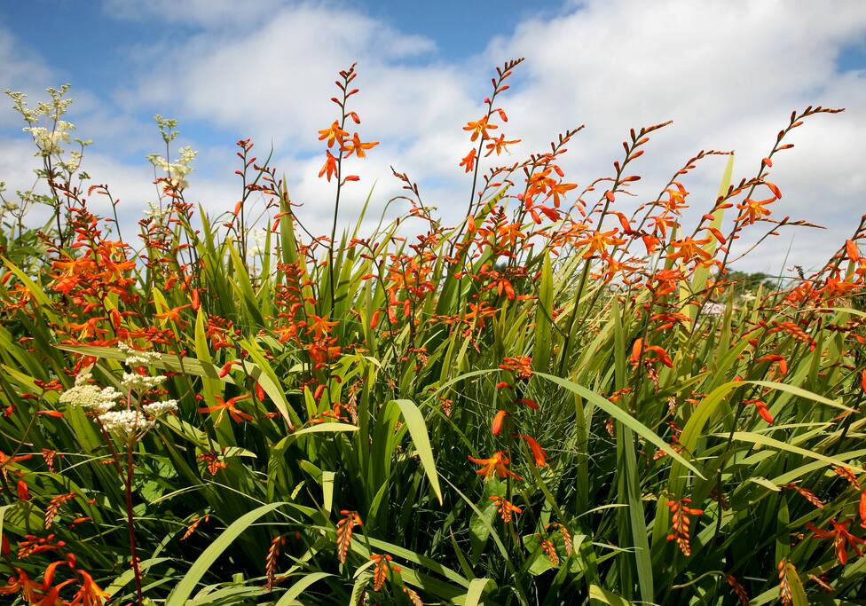 Local wild flowers