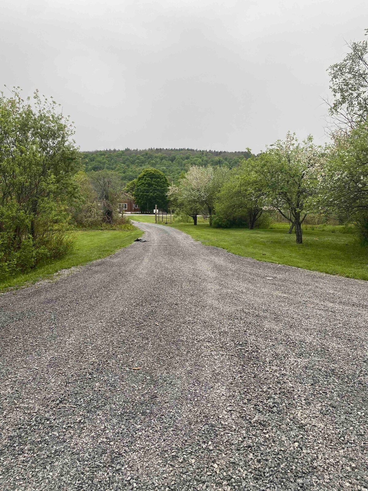A gravel driveway winds through lush green grass and scattered trees, leading towards a distant cabin nestled among the foliage. Soft hills are visible in the background under an overcast sky, adding to the tranquil landscape.