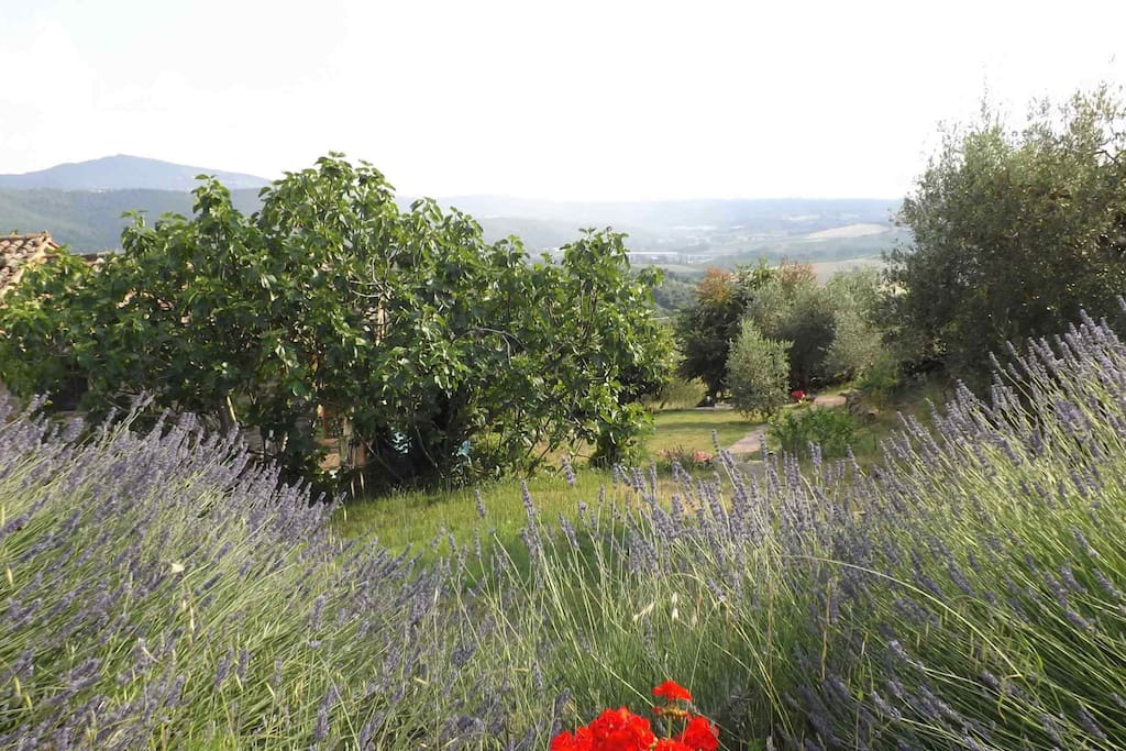Rural natural beauty (view from the pool)