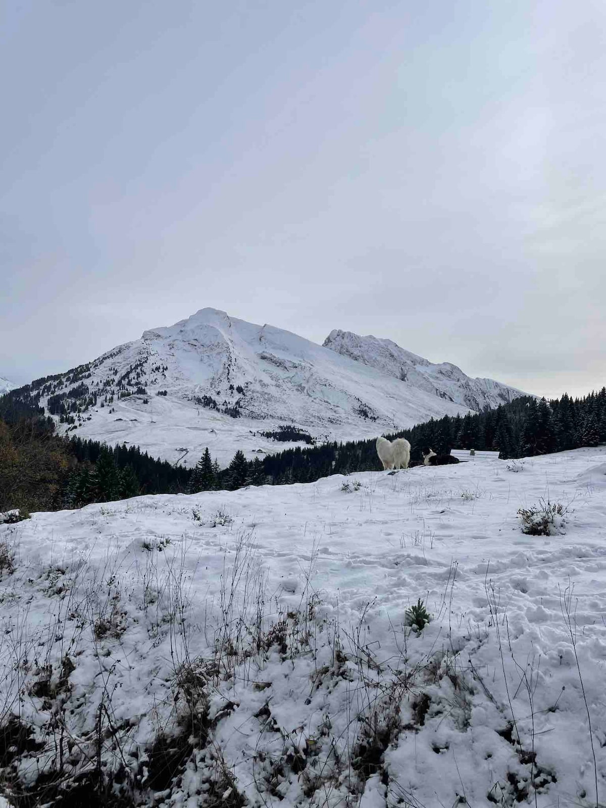 A snow-covered landscape showcases two prominent mountains, rising against a cloudy sky. The foreground features a blanket of fresh snow, with patches of sparse vegetation dotting the scene. A single white figure is visible, blending subtly with the natural surroundings.