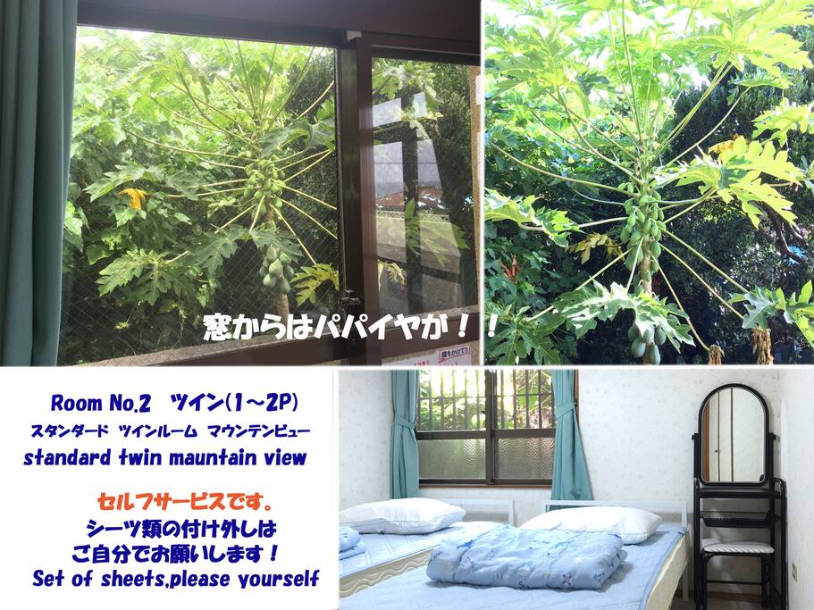 No.2はマウンテンビュー。パパイヤがお出迎え。
