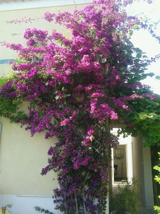 Bougainvillier sur l'avant de la maison
