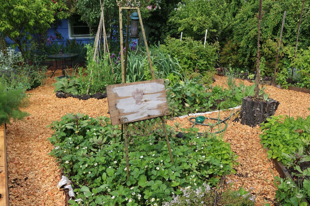 Meander through the front yard garden and see what's growing.