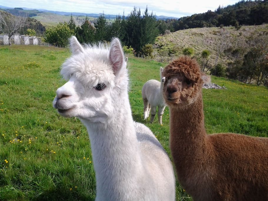 2 goats Mum and her kid mum's name is Mihi the kid is Timmy