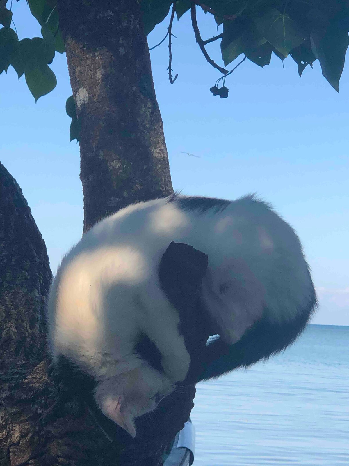 A cat is seen resting on a tree branch, curled into a comfortable position. The backdrop features a serene view of calm waters and a clear blue sky, providing a peaceful atmosphere.