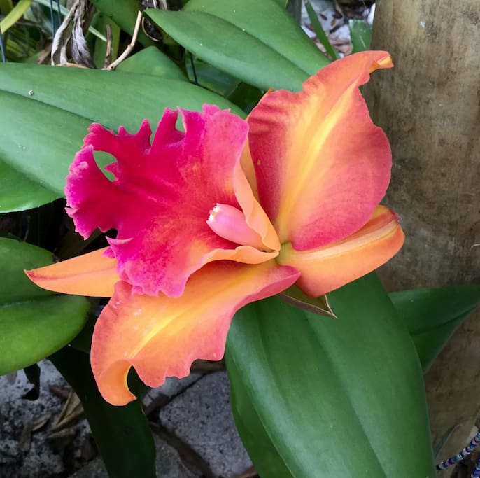 beautiful orchid in the garden