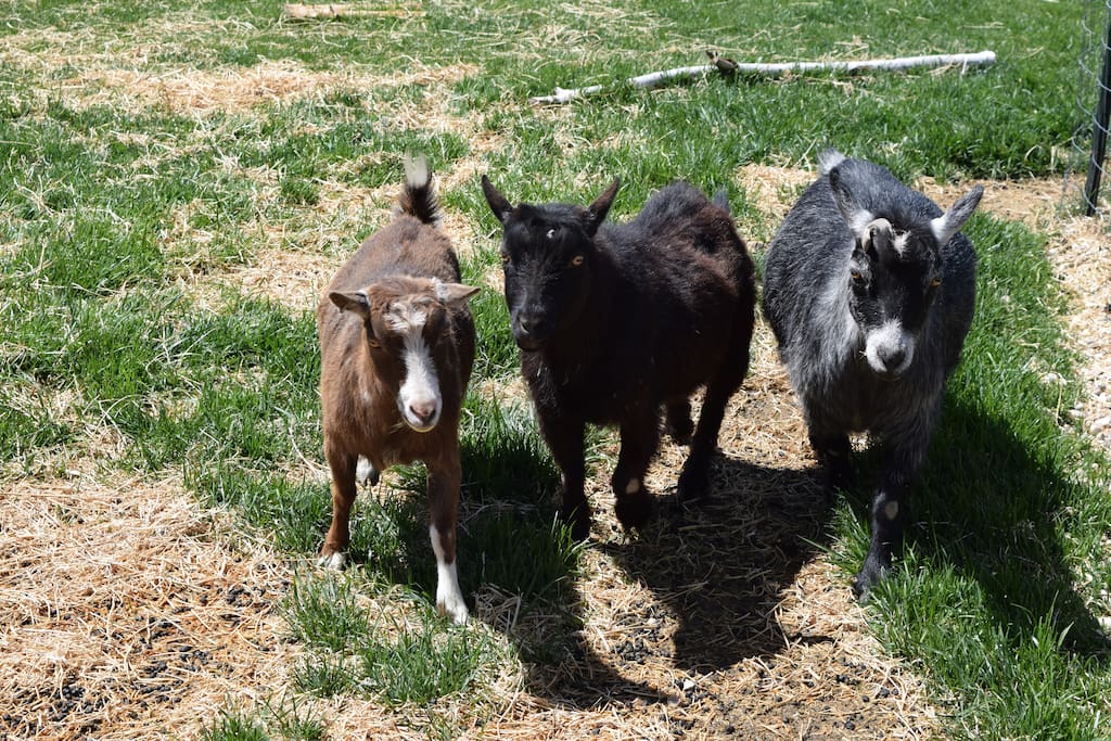 Funny + friendly pygmy goats