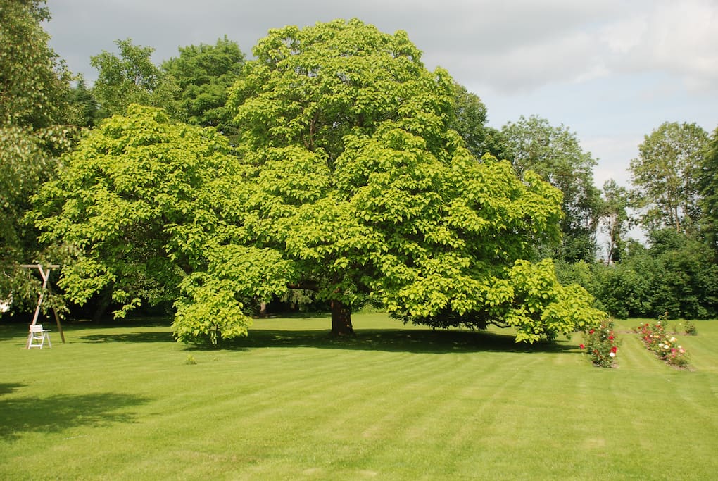 Catalpa