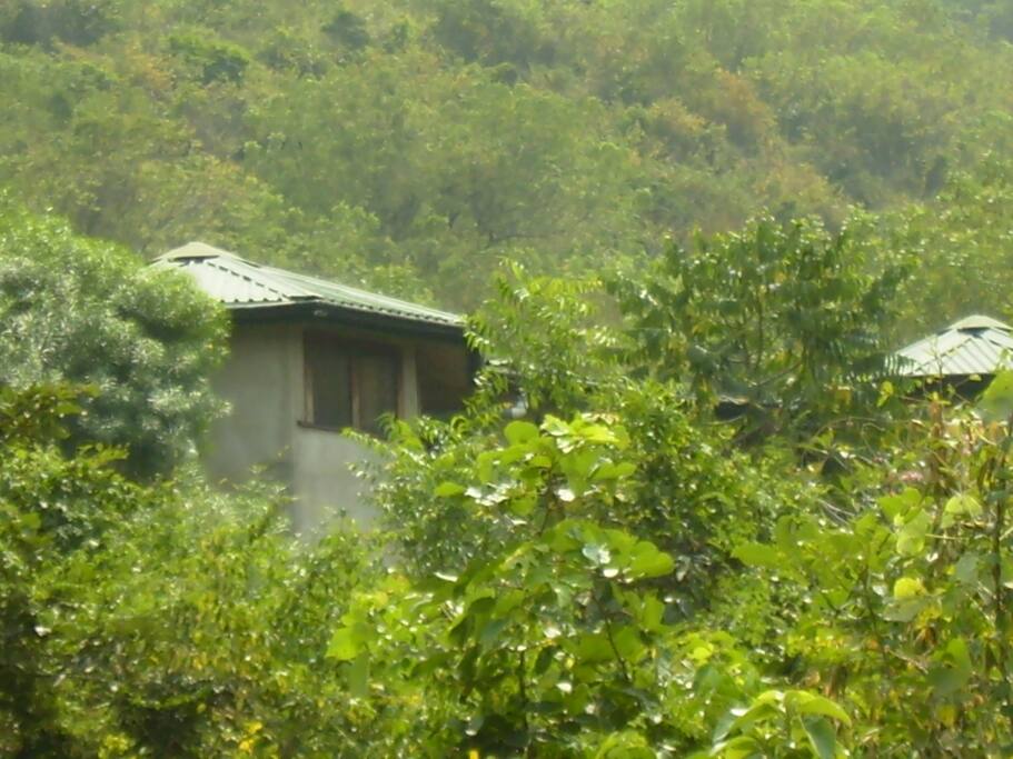 Kitchen through the trees