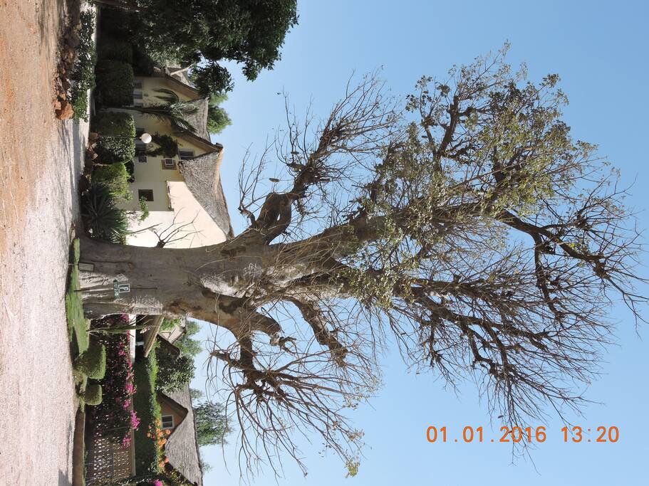 derriére le baobab!!!